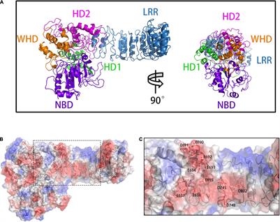 N-Lobe of TXNIP Is Critical in the Allosteric Regulation of NLRP3 via TXNIP Binding